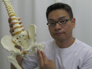 小転子から緩めることもあります大腰筋の停止部小転子骨盤股関節