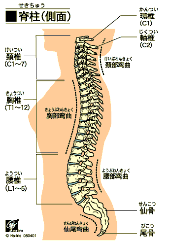 http://kuriokaseitai.com/wp-content/uploads/2014/09/bone_vertebrae_lat.gif