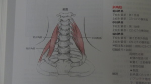 前斜角筋と中斜角筋は第一肋骨につく