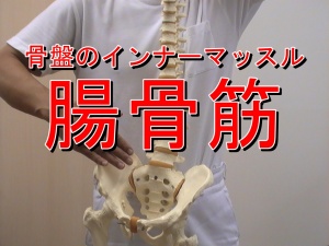 腸骨筋は大腰筋と合流します