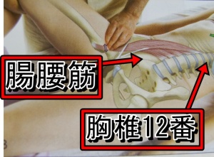 腸腰筋は第12胸椎から始まります