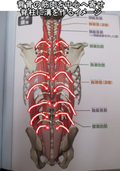 背骨の筋肉を中心へ寄せ脊柱に溝を作るイメージ