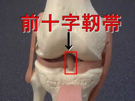 前十字靭帯　膝関節