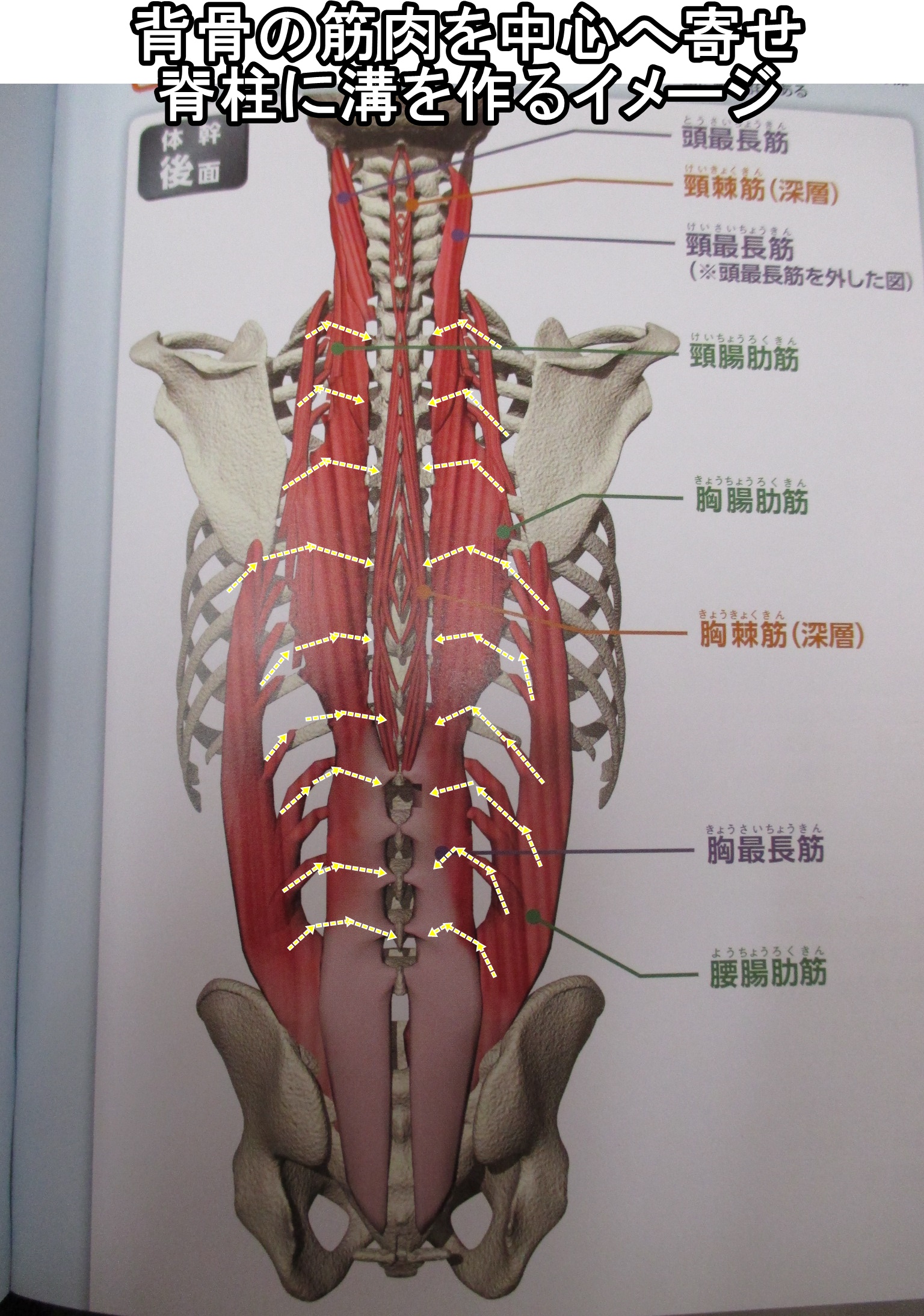 背骨の筋肉を中心へ寄せ脊柱に溝を作るイメージ