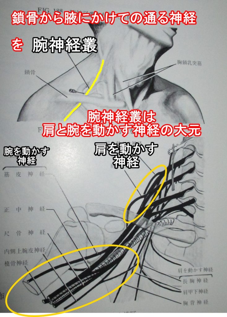 腕神経叢鎖骨から腋にかけての通る神経
