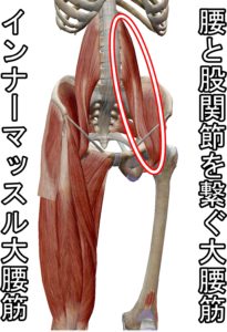 インナーマッスル大腰筋は腰と股関節を繋ぐ