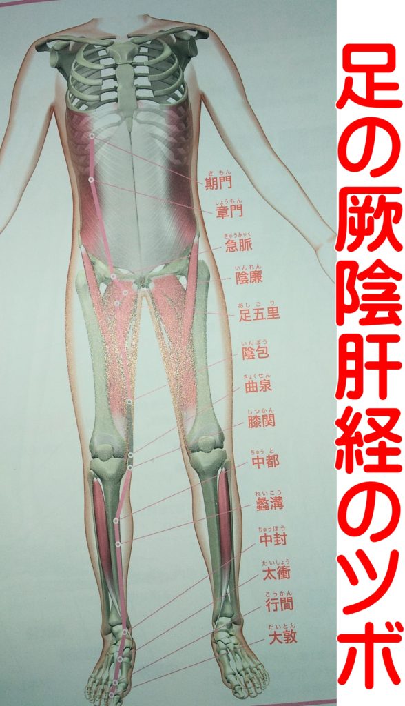 足の厥陰肝経のツボ